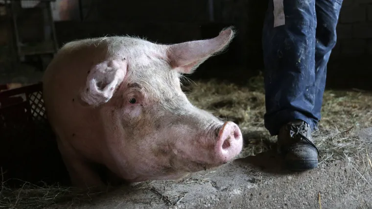 Razljutio ga oglas: slavonskim radnicima iznajmljuje se 'trokrevetni svinjac s poljskim WC-om po 1100 kuna mjesečno'