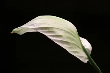 Mirni ljiljan: sve o cvijetu koji pročišćava zrak