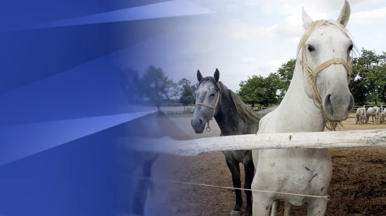 Đakovačka ergela postala Centar za sakupljanje sjemena pastuha