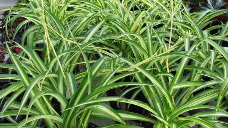 Zeleni ljiljan: viseća sobna biljka koju morate imati