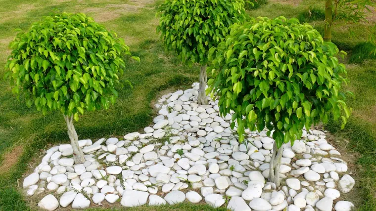 Benjamin cvijet: kako uzgojiti popularni fikus