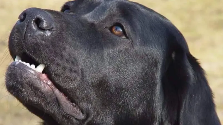 Stravično: radnici bacili psa s petog kata, životinja nakon toga hodala 50-ak metara i - uginula