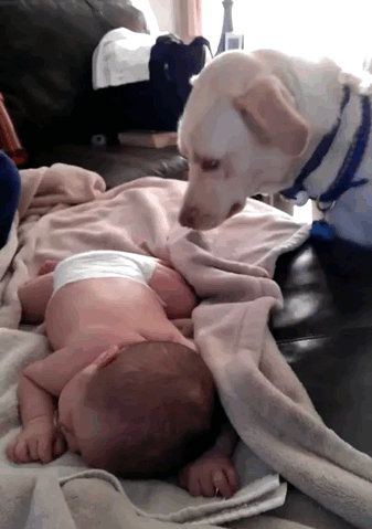 Psi nisu samo najbolji prijatelji nego i dobri roditelji