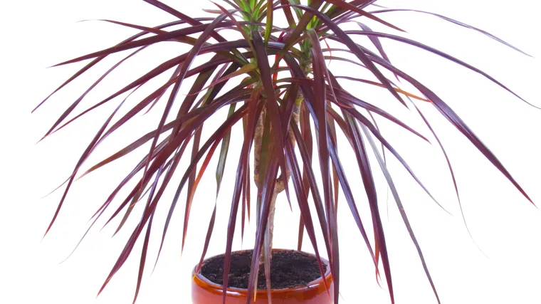 Dracena održavanje: kako održati dracenu na životu
