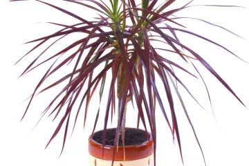 Dracena održavanje: kako održati dracenu na životu