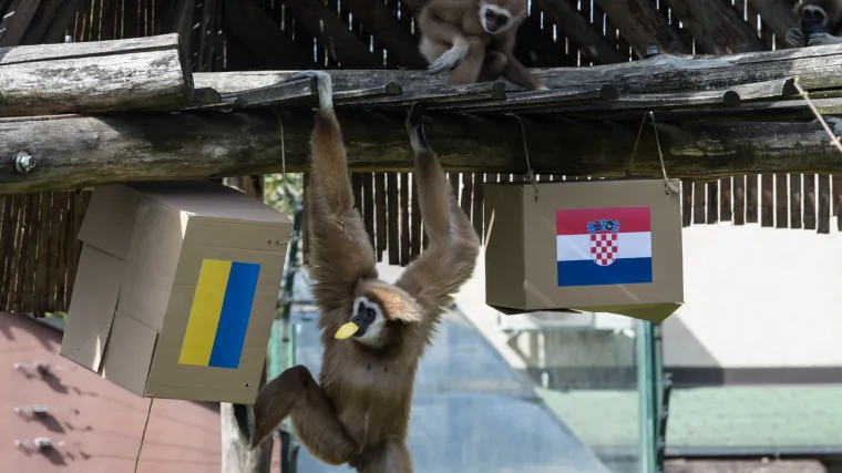 Vjerovati mu ili ne? Pogledajte čiju je pobjedu na večera&scaron;njoj utakmici na Maksimiru prognozirao gibon Kent