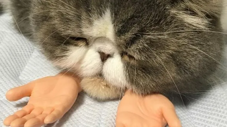 Instagram senzacija: Mačka koja pozira s ljudskim rukama ujedno je i slatka, ali i pomalo jeziva