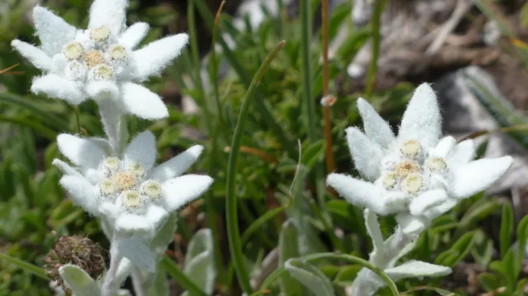 Saznajte koje su za&scaron;tićene biljke u Hrvatskoj