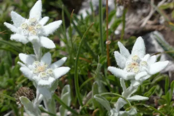 Saznajte koje su za&scaron;tićene biljke u Hrvatskoj