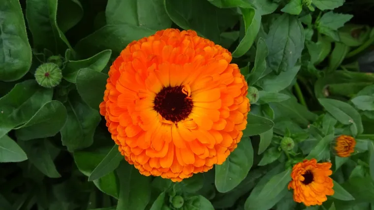 Kako uzgojiti ljekoviti cvijet neven i za što se sve koristi