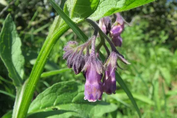 Gavez biljka: saznajte sve dobrobiti ove ljekovite biljke