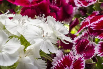 Turski karanfil: uzgoj, održavanje i presađivanje