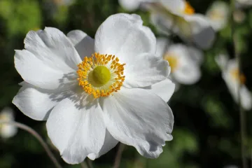 Anemona cvijet: savjeti za uzgoj i održavanje