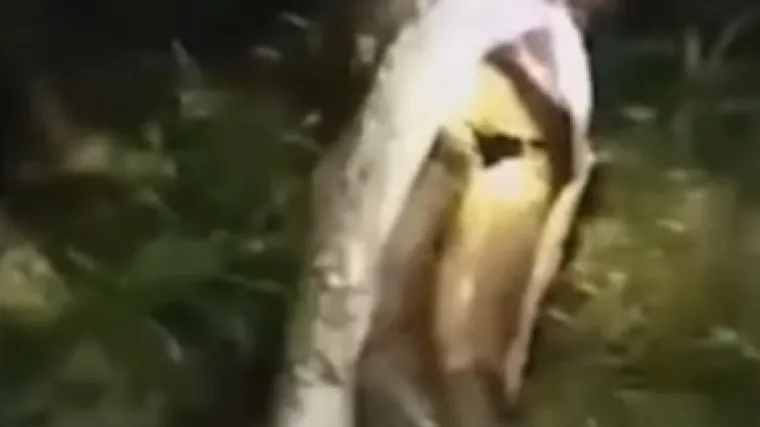 Prijavljen nestanak 25-godi&scaron;njaka, prona&scaron;li ga u utrobi 7-metarskog pitona