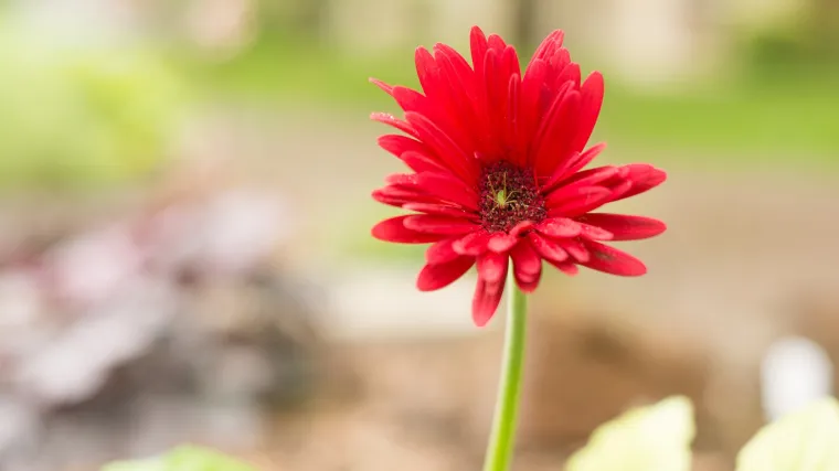 Gerber cvijet: savjeti za uzgoj gerbera