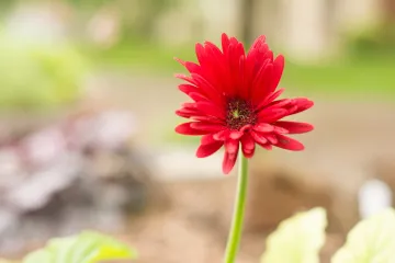 Gerber cvijet: savjeti za uzgoj gerbera