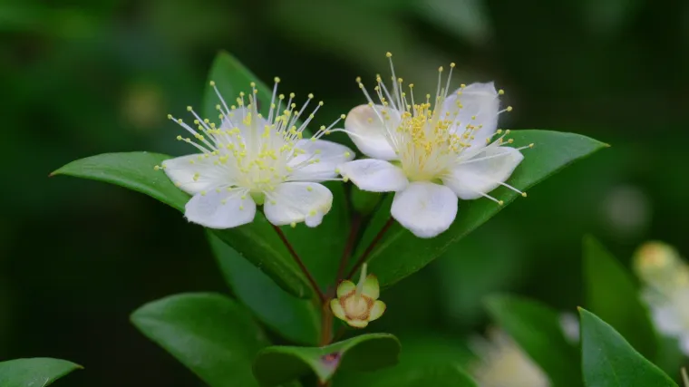 Mirta: biljka koju morate imati u svom vrtu