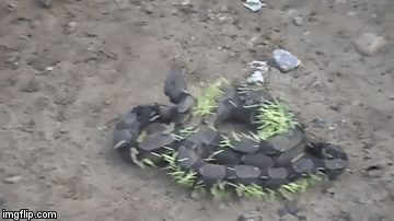 Udav napao dikobraza pa završio izgledajući kao kaktus