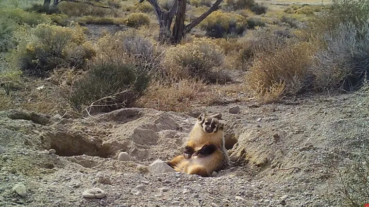 Znanstvenici snimili jazavca kako zakopava cijelu kravu