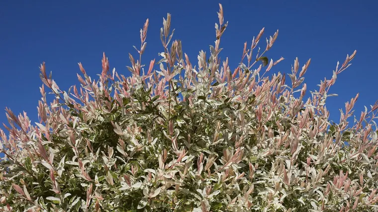 Japanska vrba: ukrasno drvo koje će uljepšati vaš vrt