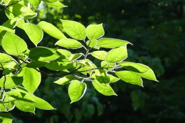 Bukva: drvo koje osvaja jednostavnim izgledom