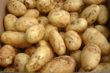 Sadnja krumpira razmak: razmak kod sadnje krumpira