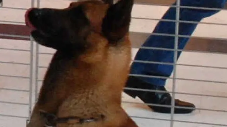 S kanabisom u džepu pomilovao policijskog psa pa zavr&scaron;io u zatvoru