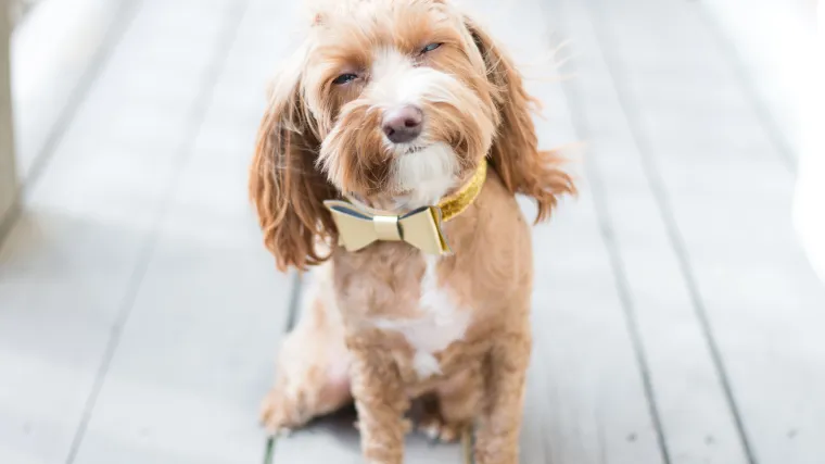 Vi na posao, pas u vrtić: u Zagrebu otvoren prvi hrvatski vrtić za pse