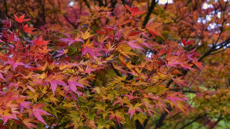 Ovo su najljep&scaron;a ukrasna stabla koja cvjetaju i kod nas