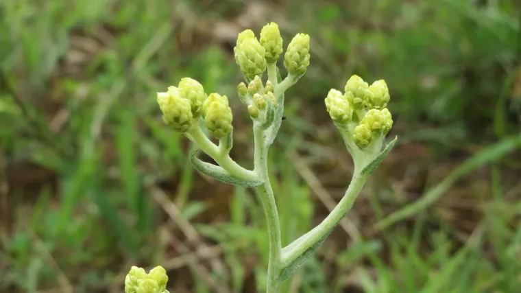 Biljka smilje: savjeti za sadnju, uzgoj i održavanje