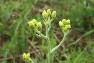 Biljka smilje: savjeti za sadnju, uzgoj i održavanje