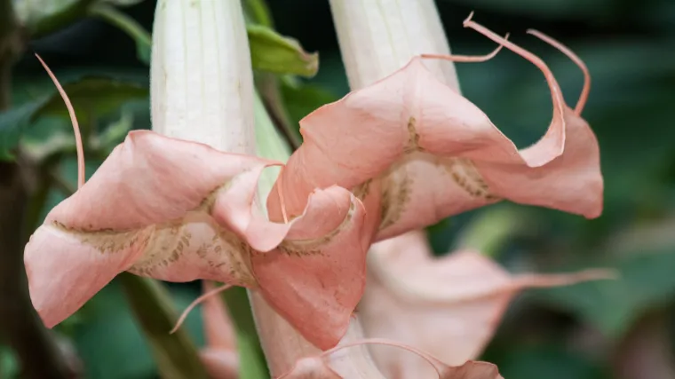 Anđeoska truba: savjeti za sadnju, uzgoj i održavanje