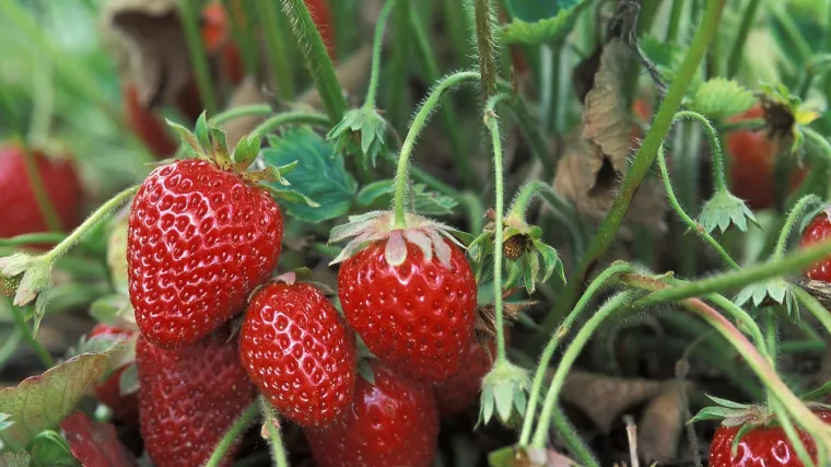 Vrste jagoda: saznajte koje sve vrste jagoda postoje