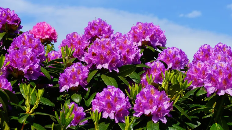 Ukrasno zimzeleno grmlje koje će uljepšati vaš vrt