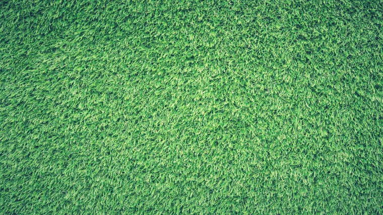 Saznajte koje su najbolje vrste trave za travnjake