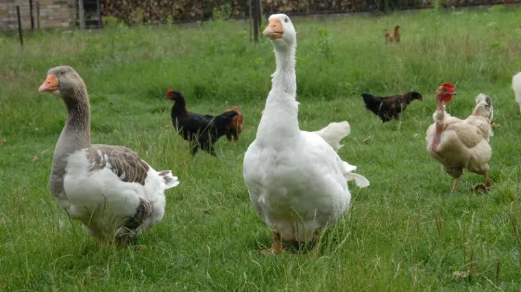 I Kanada ima svog Klepetana i Malenu, obožavane guske o kojima brine - bolnica