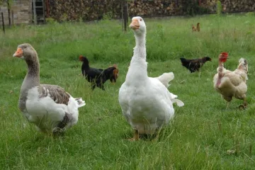 I Kanada ima svog Klepetana i Malenu, obožavane guske o kojima brine - bolnica