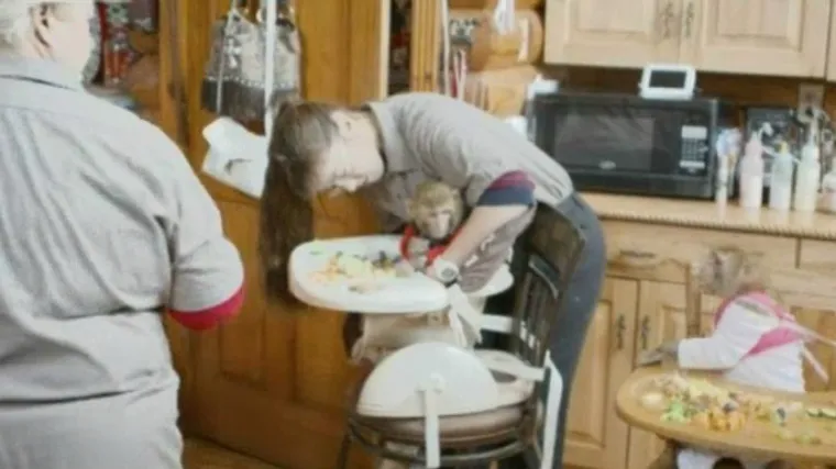 Spasili &scaron;est majmuna: kako izgleda svakodnevica obitelji koja ih odgaja?