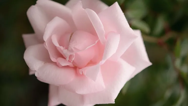 Ruže stablašice: otkrijte kako se uzgajaju ruže stablašice