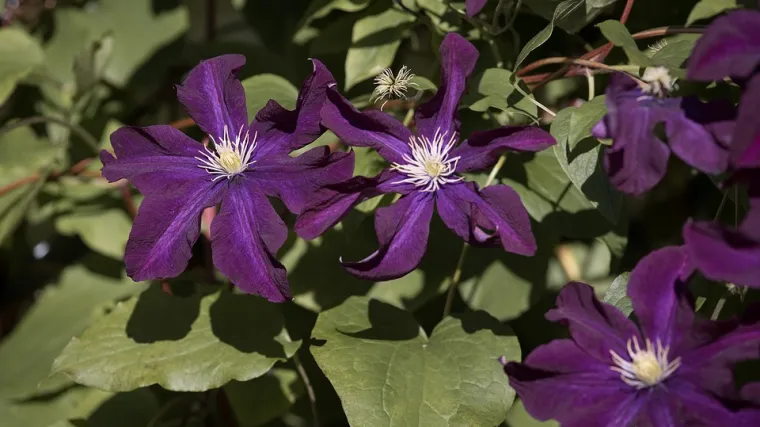 Clematis sadnja - kako se sadi clematis