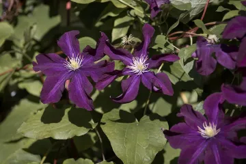 Clematis sadnja - kako se sadi clematis