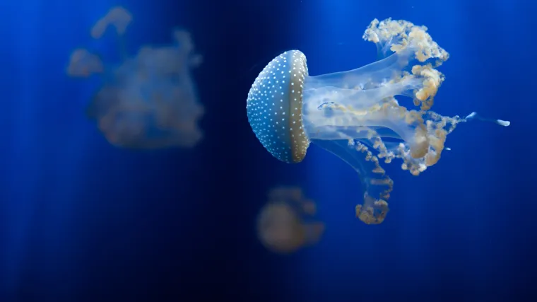 Znanstvenici tvrde da znaju koje su životinje najstarije na svijetu