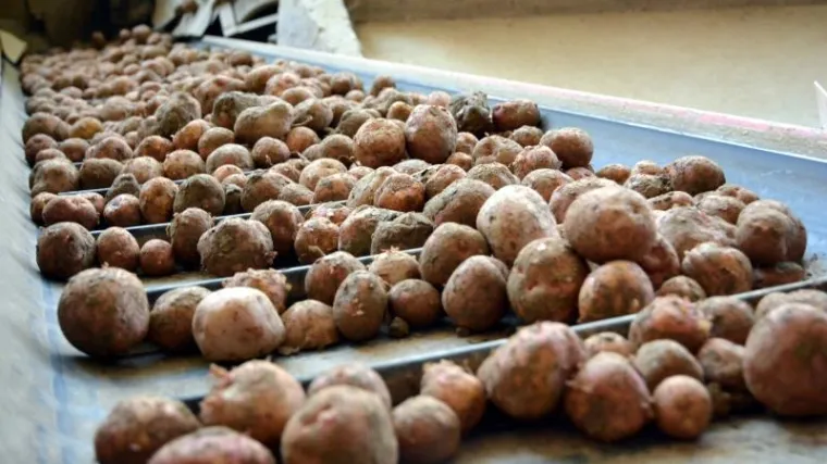 &nbsp;U Hrvatsku stiglo 25 tona potencijalno opasnog krumpira iz Egipta