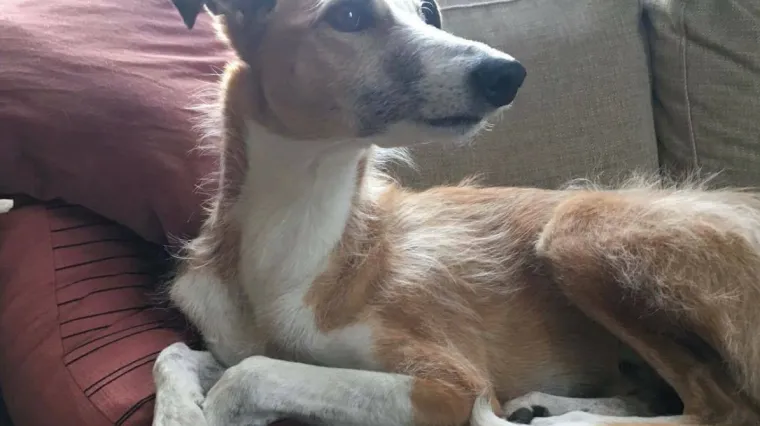 Jer svaki je gubitak jednako bolan: &Scaron;veđani se nakon napada opra&scaron;taju i od psa Iggyja