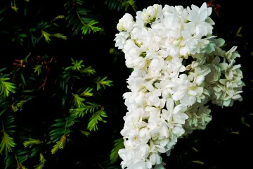 Cvijeće trajnice: ukrasite vrt trajnicama