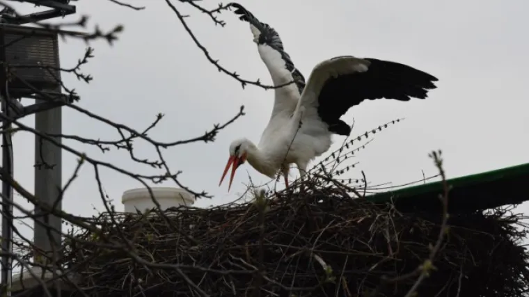 Porazbijao jaja, razru&scaron;io gnijezdo u kojem ga je čekala i pokazao tko je gazda