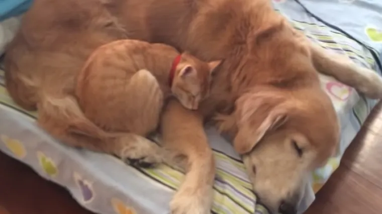 Država zabranila građanima da jedu pse i mačke