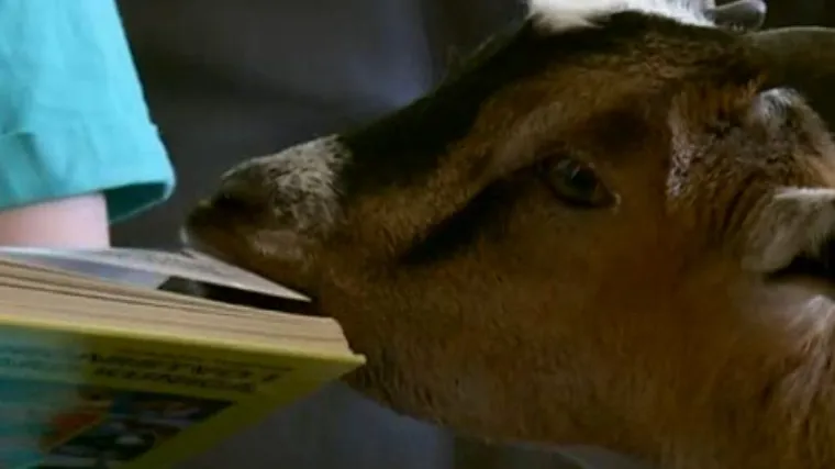 Koza Bambi osvojila srca jedne zagrebačke obitelji i uselila u njihov stan