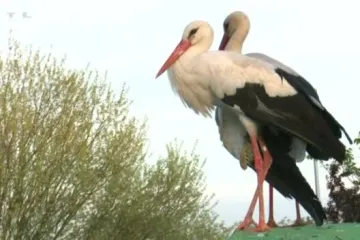 Malena i Klepetan: balkanski frajer ili zadnji romantik?