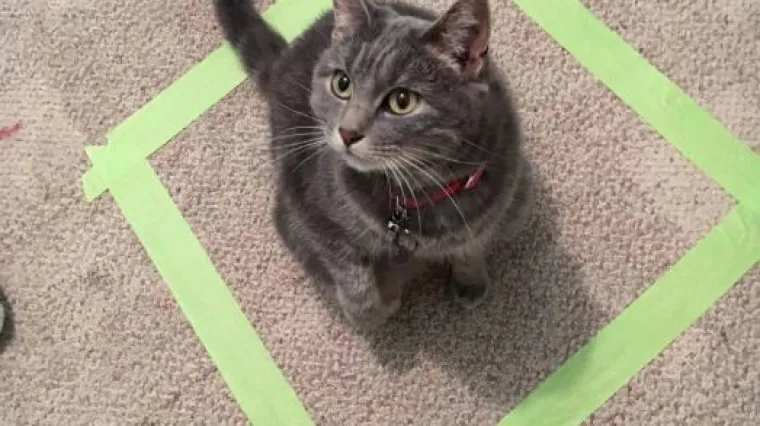 Stalno vidite mačke u kvadratima - znate li kako je nastao neobičan trend?